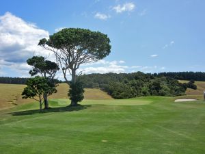 Kauri Cliffs 3rd Tree